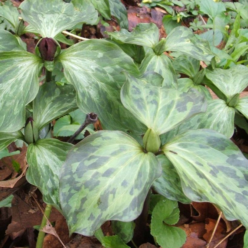 Trillium recurvatum (Foliage)