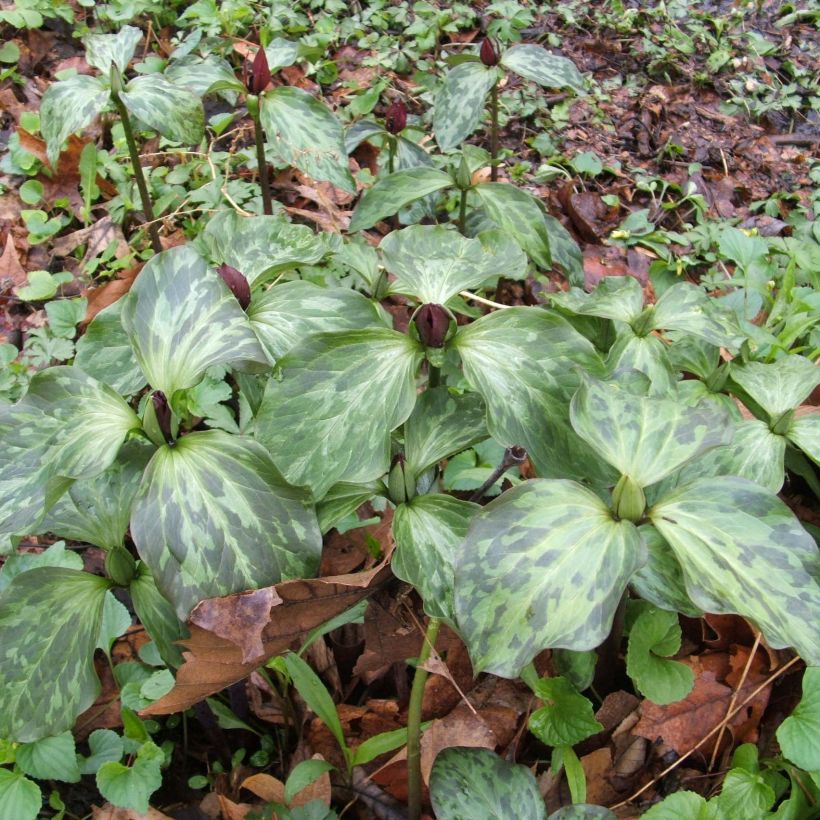 Trillium recurvatum (Plant habit)