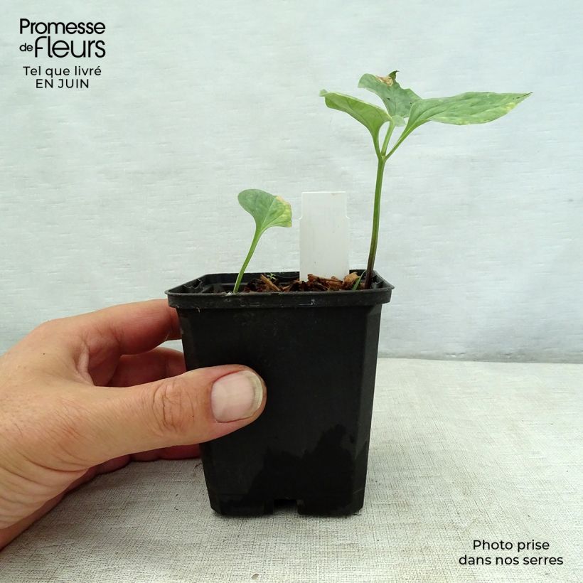 Exemplaar van Trillium recurvatum Kweekpotje van 8/9 cm zoals geleverd in de zomer