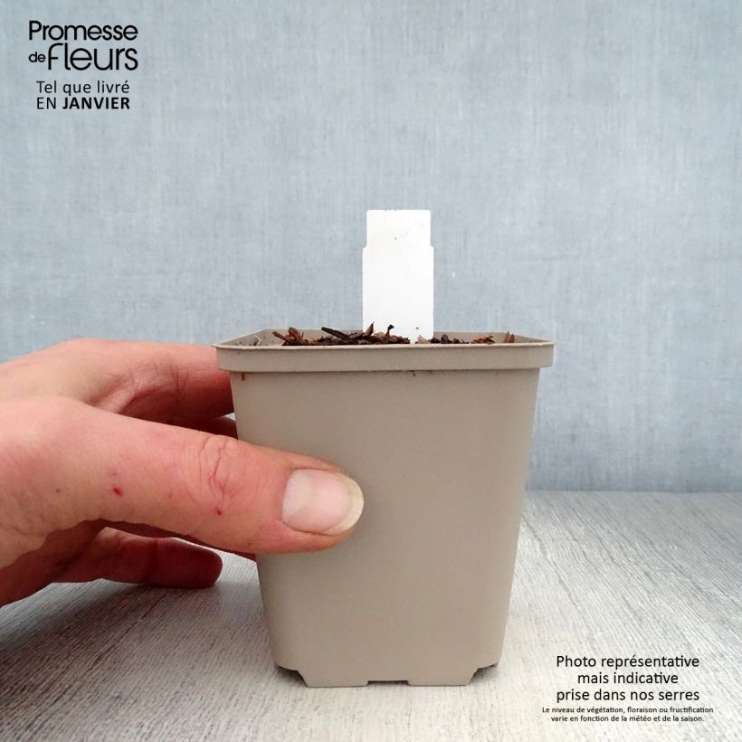 Example of Trillium recurvatum - Trille Kweekpotje van 8/9 cm as you get in hiver