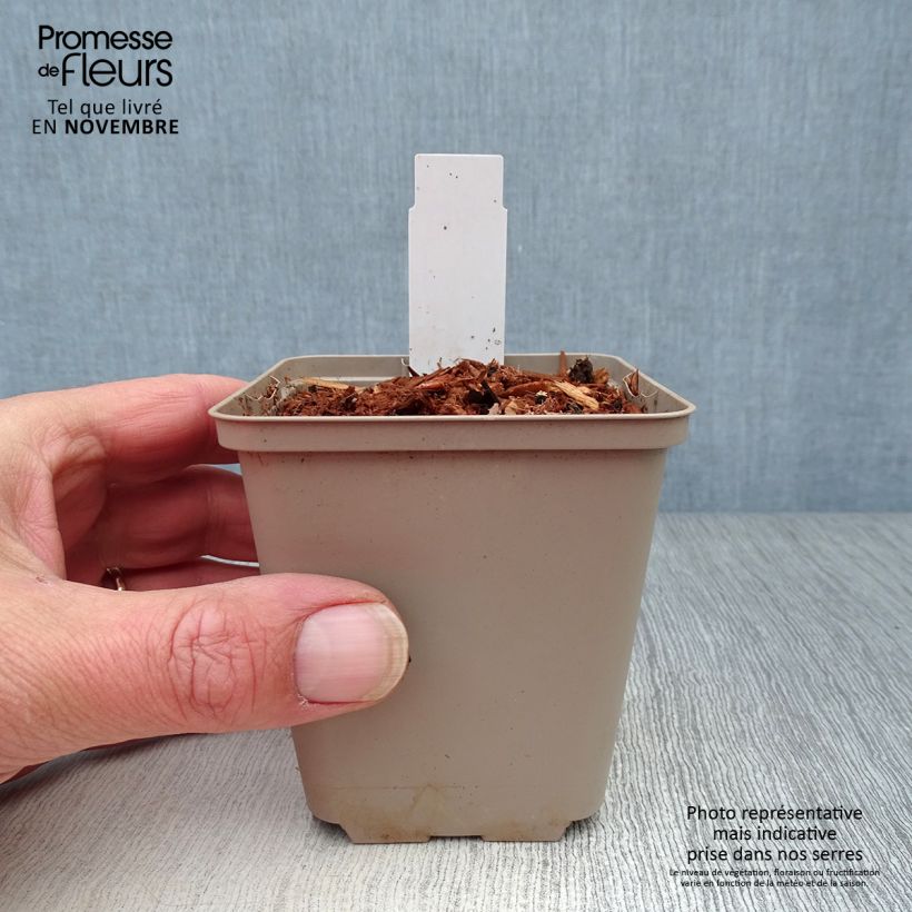 Exemplaar van Trillium recurvatum Kweekpotje van 8/9 cm zoals geleverd in de herfst