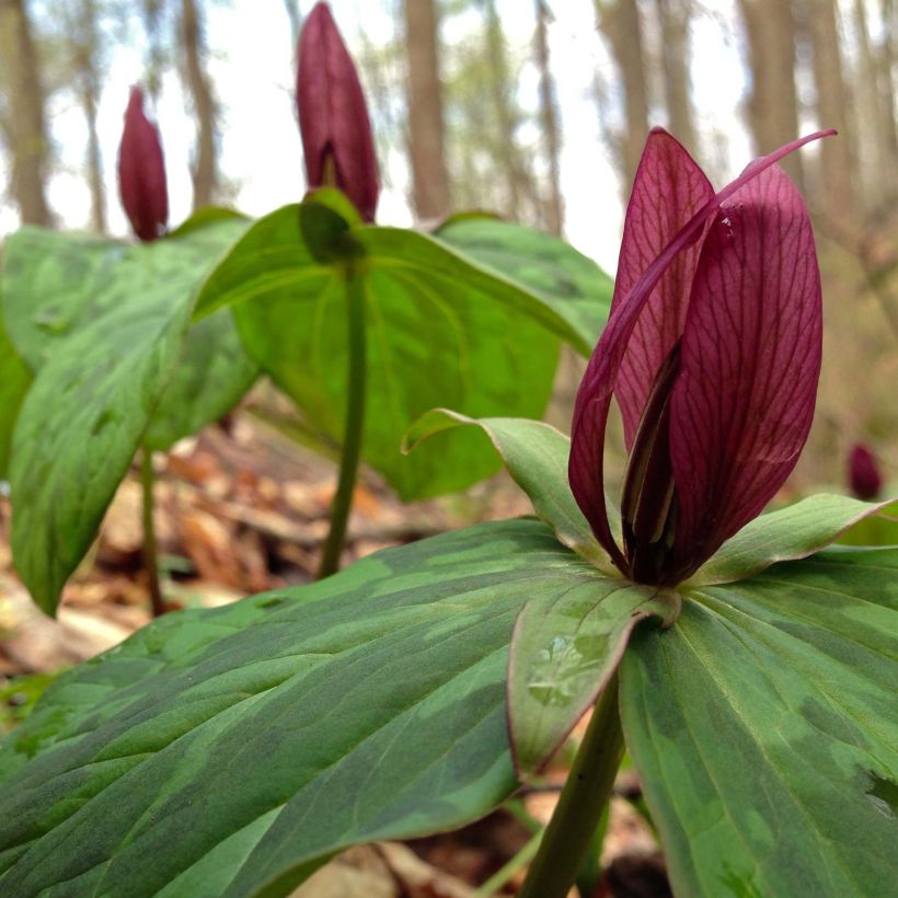 Trillium sessile - Drieblad (Bloei)