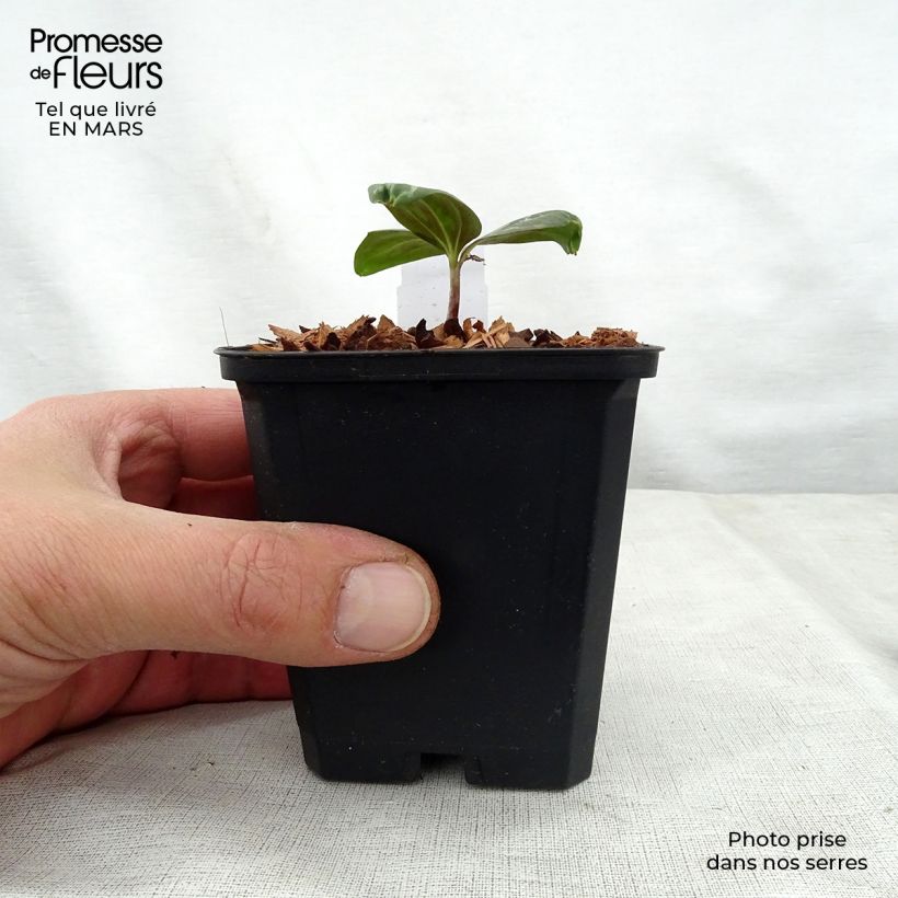 Exemplaar van Trillium sessile - Drieblad Kweekpotje van 8/9 cm zoals geleverd in de lente