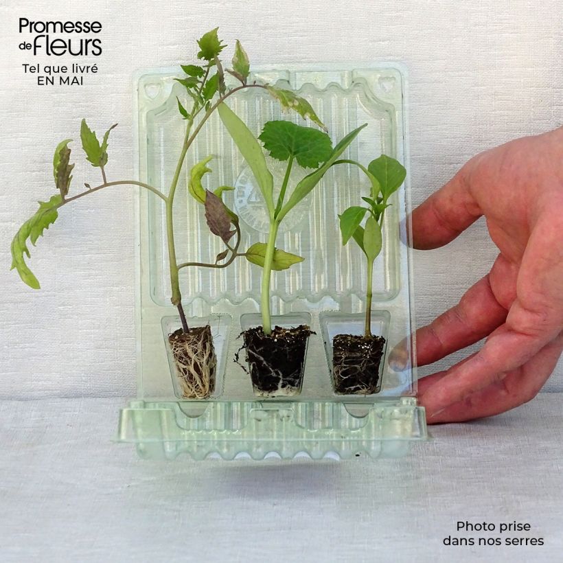 Exemplaar van Productief terrastrio met tomaat, courgette en paprika zoals geleverd in de lente