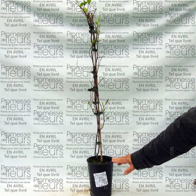 Example of Tripterygium hypoglaucum Pot van 2 l/3 l as you get