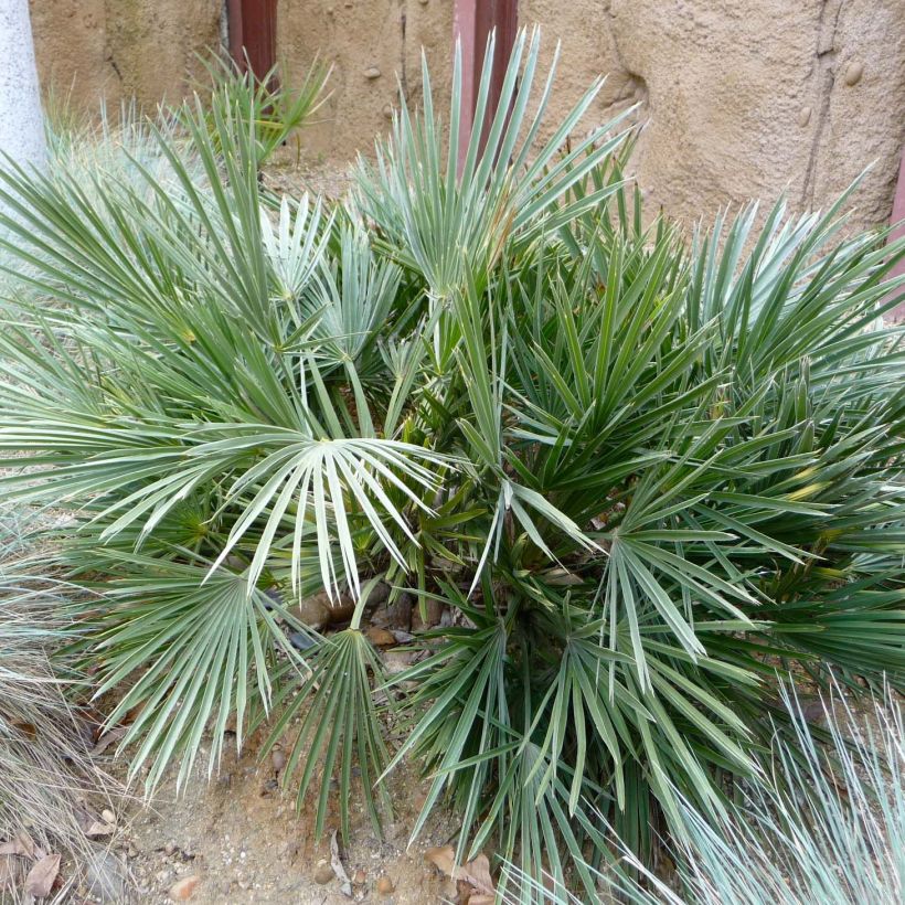 Trithrinax campestris - Drietandpalm (Blad)