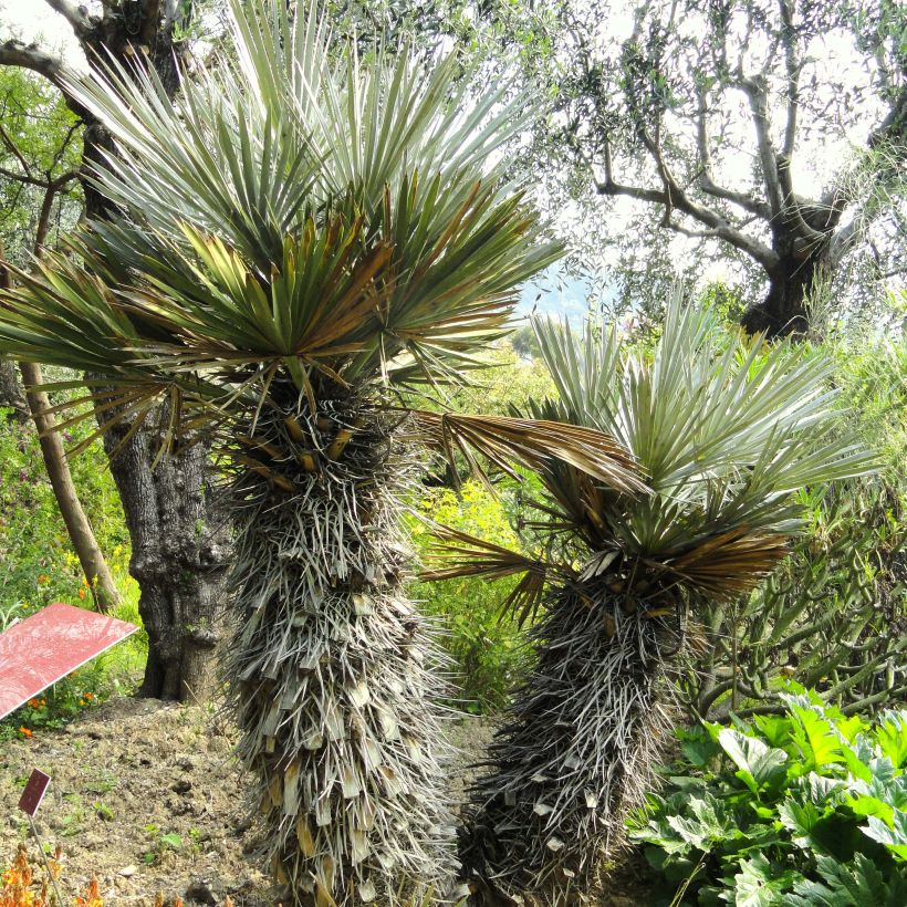 Trithrinax campestris - Drietandpalm (Groeiplaats)