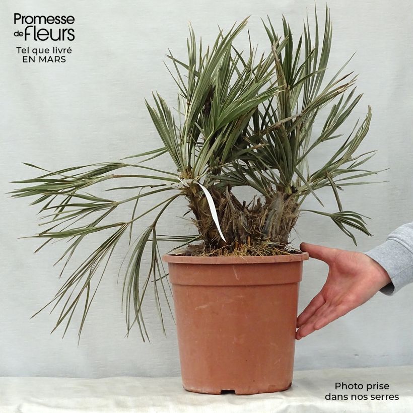 Exemplaar van Trithrinax campestris - Drietandpalm Pot van 7,5 l/10 l zoals geleverd in de lente