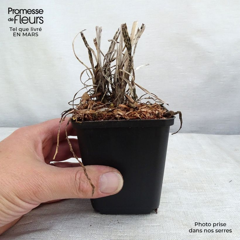 Example of Tritoma - Kniphofia Banana Popsicle Kweekpotje van 8/9 cm as you get in hiver