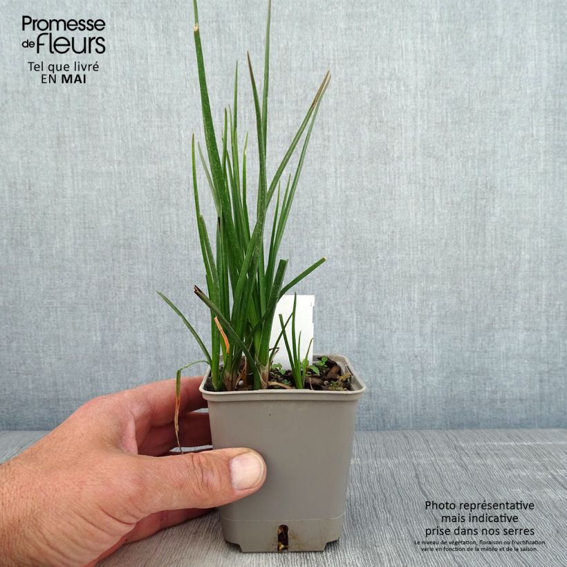 Exemplaar van Kniphofia Lemon Popsicle - Vuurpijl Kweekpotje van 8/9 cm zoals geleverd in de lente