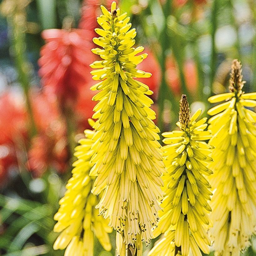 Kniphofia Lemon Popsicle - Vuurpijl (Flowering)