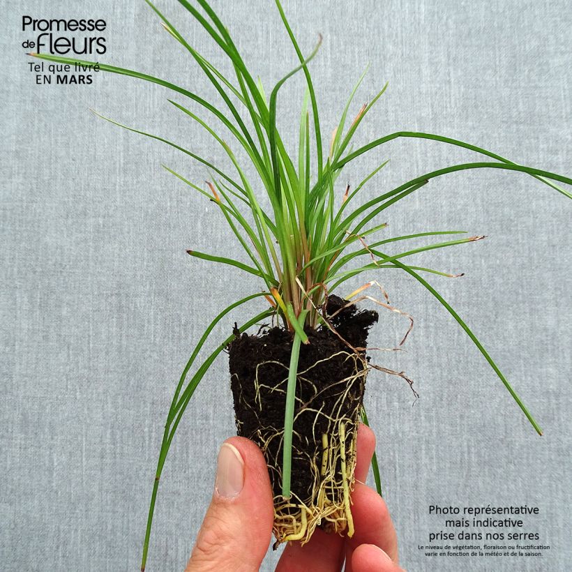 Example of Tritoma - Kniphofia Lemon Popsicle Mini-mot Ø 3/4 cm as you get in printemps