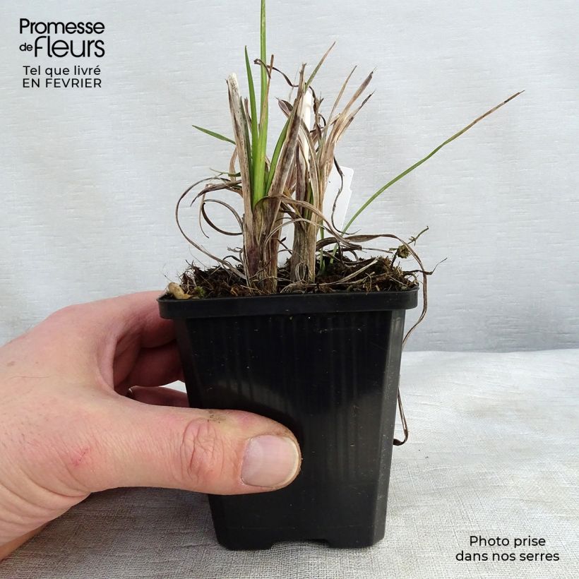 Example of Tritoma - Kniphofia Mango Popsicle Kweekpotje van 8/9 cm as you get in hiver