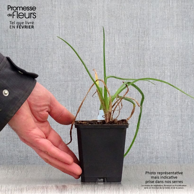 Example of Kniphofia Nancy's Red - Vuurpijl Kweekpotje van 8/9 cm as you get in hiver