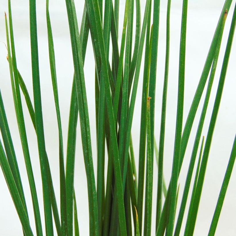 Kniphofia uvaria Orange Vanilla Popsicle - Vuurpijl (Foliage)
