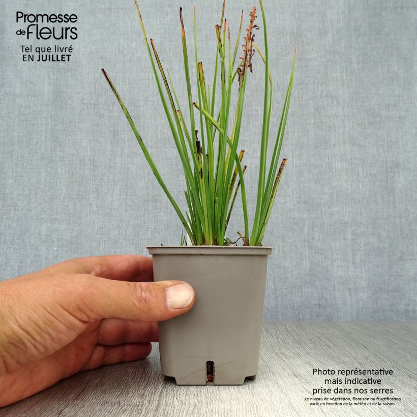 Exemplaar van Kniphofia uvaria Orange Vanilla Popsicle - Vuurpijl Kweekpotje van 8/9 cm zoals geleverd in de zomer