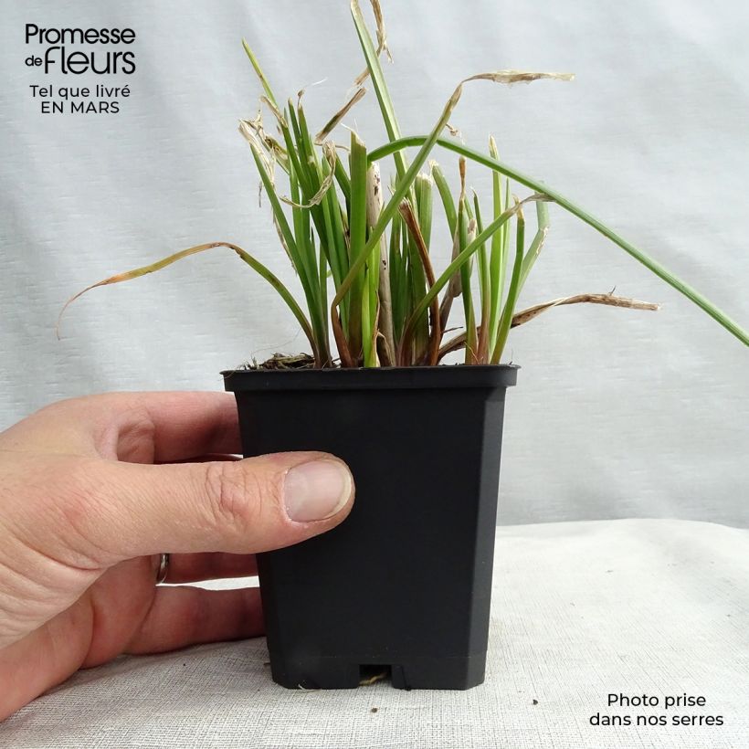 Example of Tritoma - Kniphofia Orange Vanilla Popsicle Kweekpotje van 8/9 cm as you get in hiver