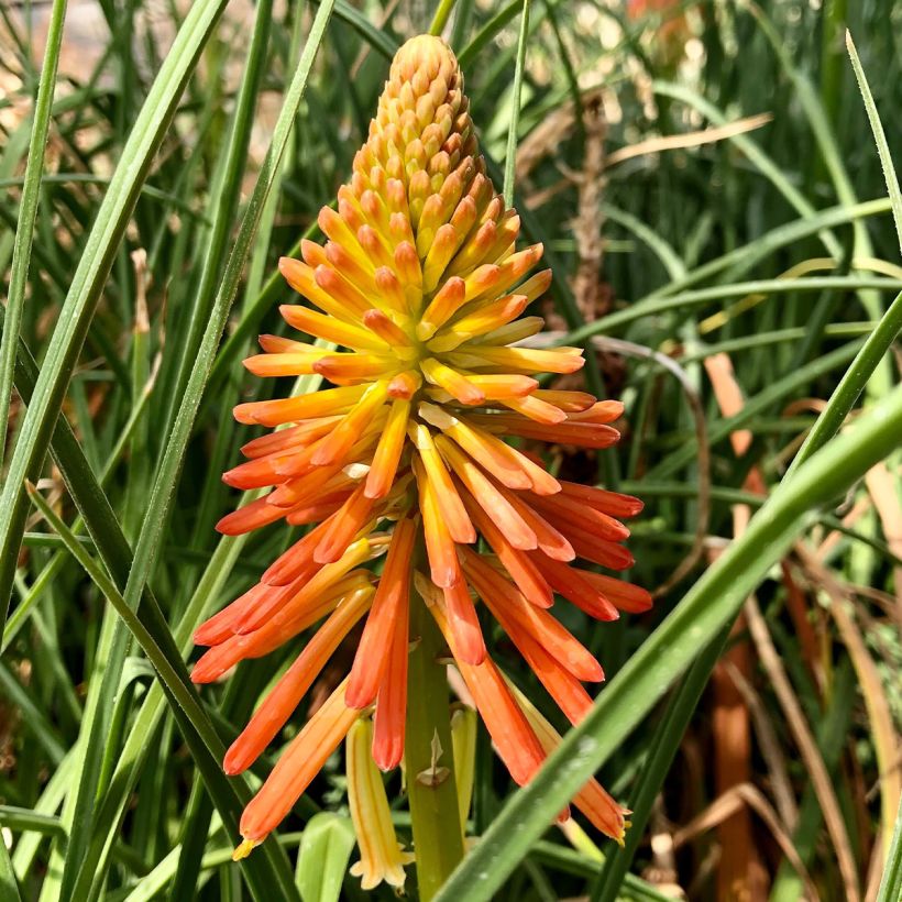 Kniphofia Papaya Popsicle - Vuurpijl (Flowering)