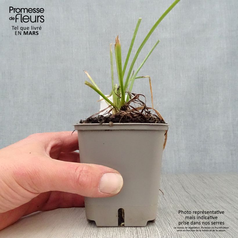 Exemplaar van Kniphofia Papaya Popsicle - Vuurpijl Kweekpotje van 8/9 cm zoals geleverd in de lente