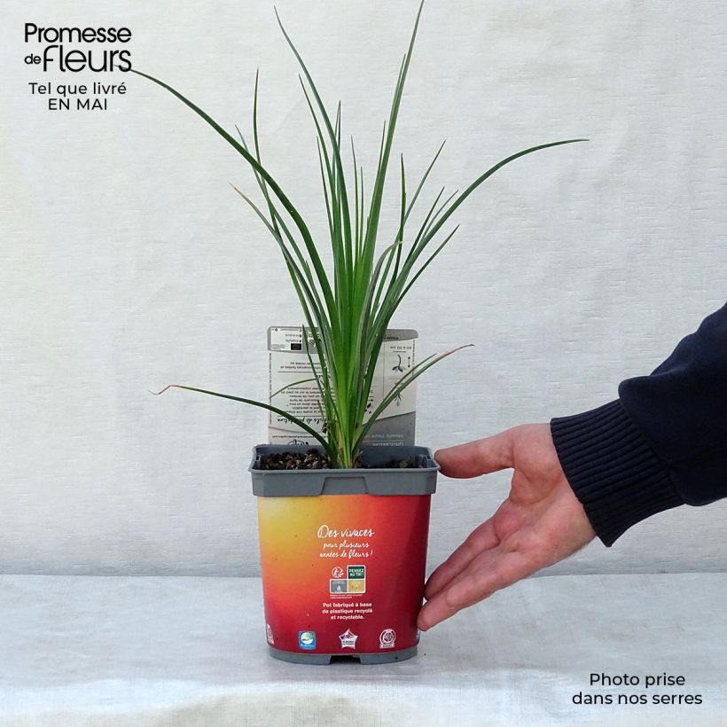 Exemplaar van Kniphofia Papaya Popsicle - Vuurpijl Pot van 2 l/3 l zoals geleverd in de lente