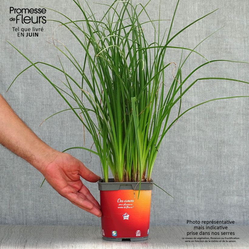 Exemplaar van Kniphofia Papaya Popsicle - Vuurpijl Pot van 2 l/3 l zoals geleverd in de zomer