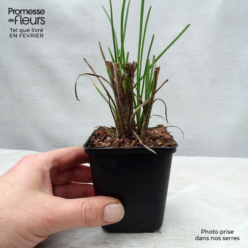 Example of Tritoma - Kniphofia Pineapple Popsicle Kweekpotje van 8/9 cm as you get in hiver