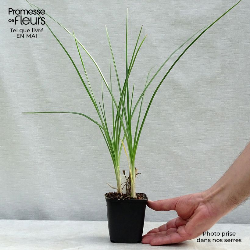 Exemplaar van Kniphofia Pineapple Popsicle - Vuurpijl Kweekpotje van 8/9 cm zoals geleverd in de lente