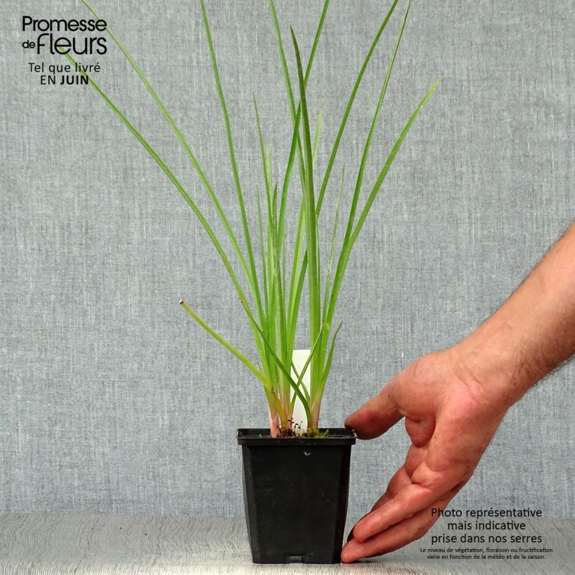 Exemplaar van Kniphofia Royal Standard - Vuurpijl Kweekpotje van 8/9 cm zoals geleverd in de zomer