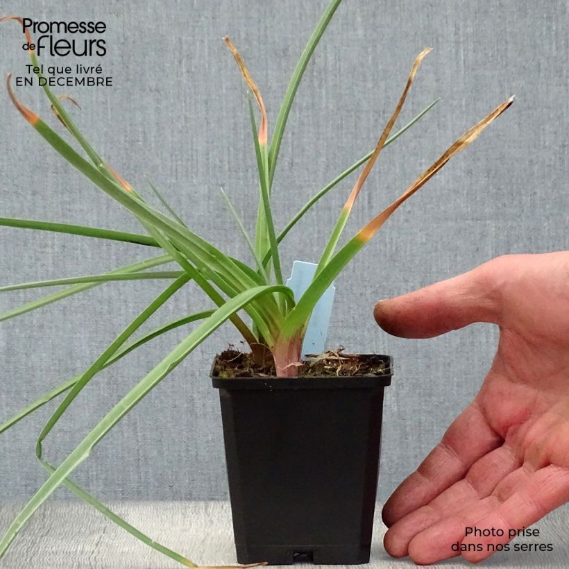Example of Tritoma - Kniphofia Royal Standard Kweekpotje van 8/9 cm as you get in hiver