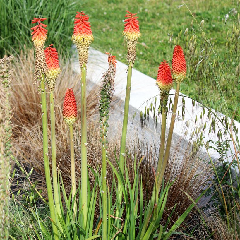 Kniphofia Traffic Lights - Vuurpijl (Groeiplaats)