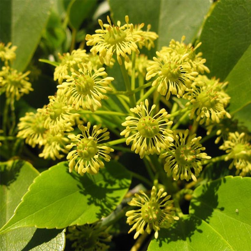 Trochodendron aralioides - Wieltjesboom (Flowering)