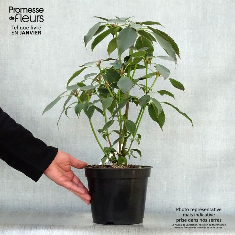 Example of Trochodendron aralioides - Arbre aux roues Pot van 4 l/5 l as you get in hiver