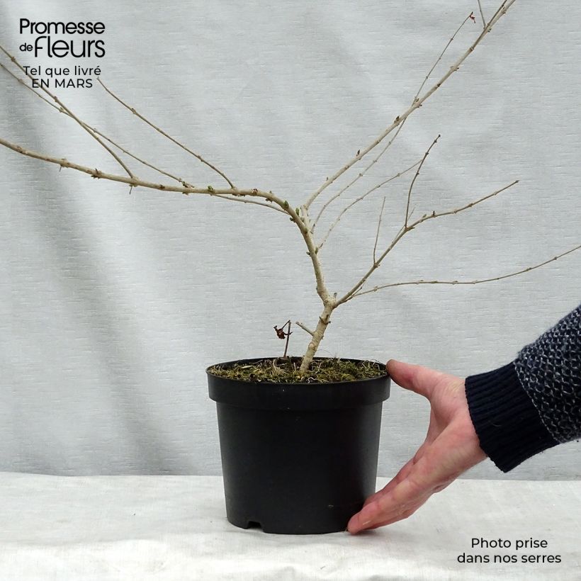 Exemplaar van Ligustrum obtusifolium Ilvomassi - Liguster Pot van 2 l/3 l zoals geleverd in de lente