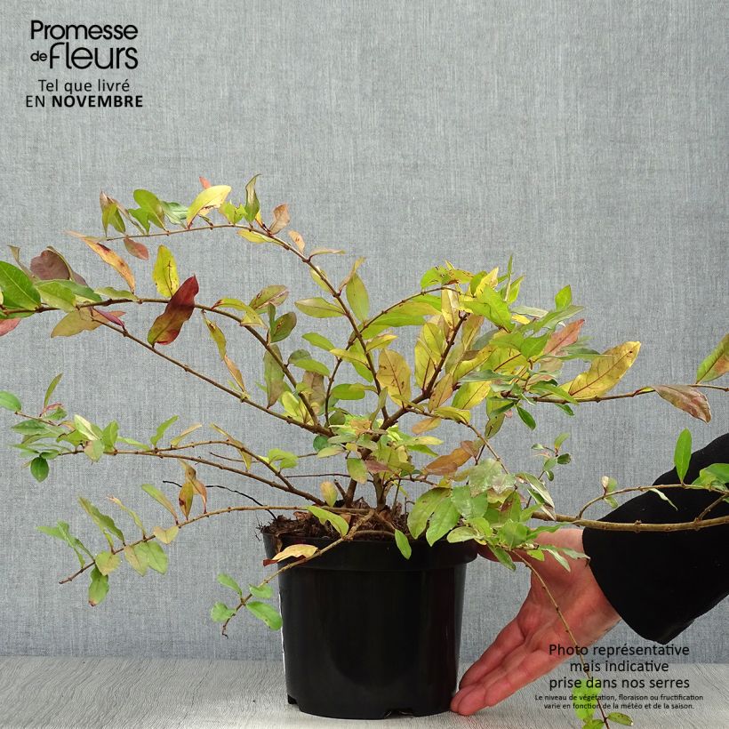Exemplaar van Ligustrum obtusifolium Ilvomassi - Liguster Pot van 2 l/3 l zoals geleverd in de herfst