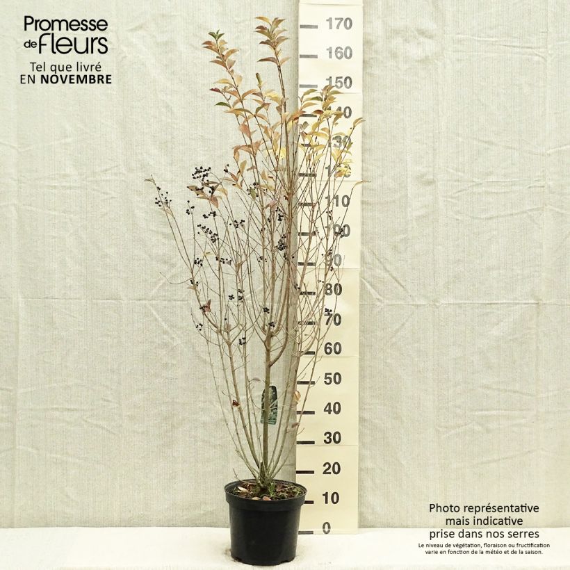 Exemplaar van Haagliguster - Ligustrum ovalifolium Pot van 7,5 l/10 l zoals geleverd in de herfst