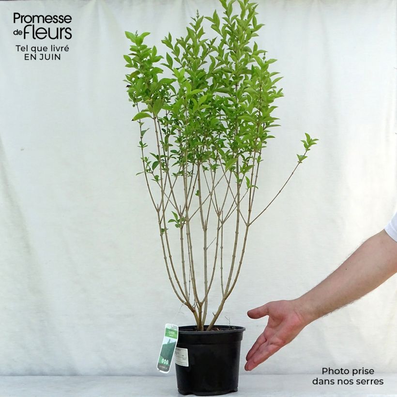 Exemplaar van Haagliguster - Ligustrum ovalifolium Pot van 2 l/3 l zoals geleverd in de zomer