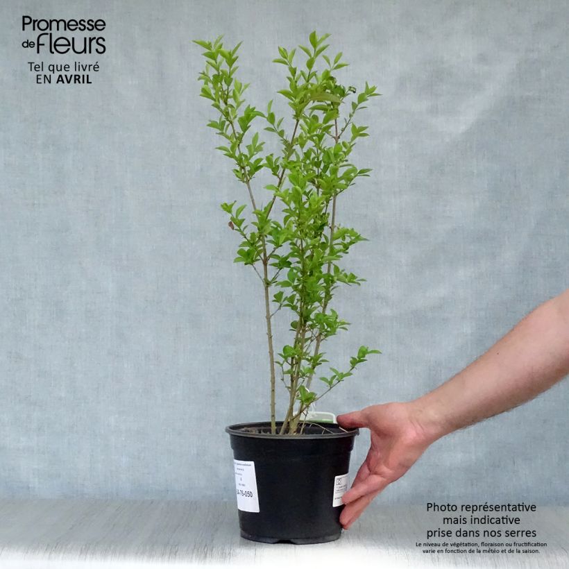 Exemplaar van Haagliguster - Ligustrum ovalifolium Pot van 2 l/3 l zoals geleverd in de lente