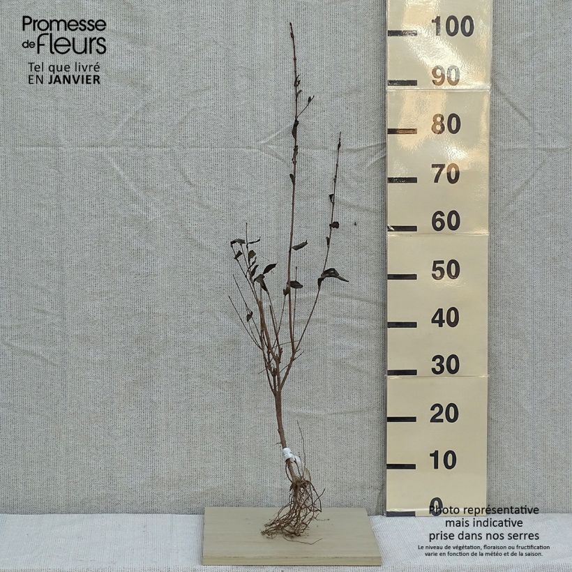 Exemplaar van Haagliguster - Ligustrum ovalifolium Naakte wortel zoals geleverd in de winter