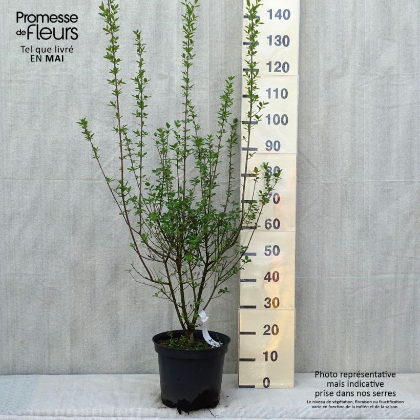 Exemplaar van Ligustrum vulgare Atrovirens - Wilde liguster Pot van 7,5 l/10 l zoals geleverd in de lente