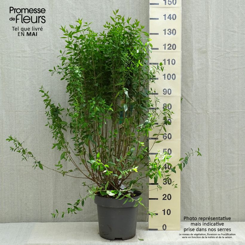 Exemplaar van Ligustrum vulgare Atrovirens - Wilde liguster Pot van 12 l/15 l zoals geleverd in de lente