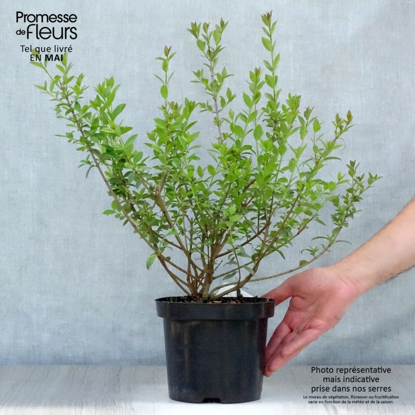 Exemplaar van Ligustrum vulgare Atrovirens - Wilde liguster Pot van 2 l/3 l zoals geleverd in de lente