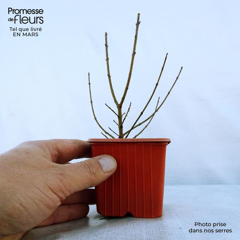 Exemplaar van Ligustrum vulgare Atrovirens - Wilde liguster Kweekpotje van 8/9 cm zoals geleverd in de lente