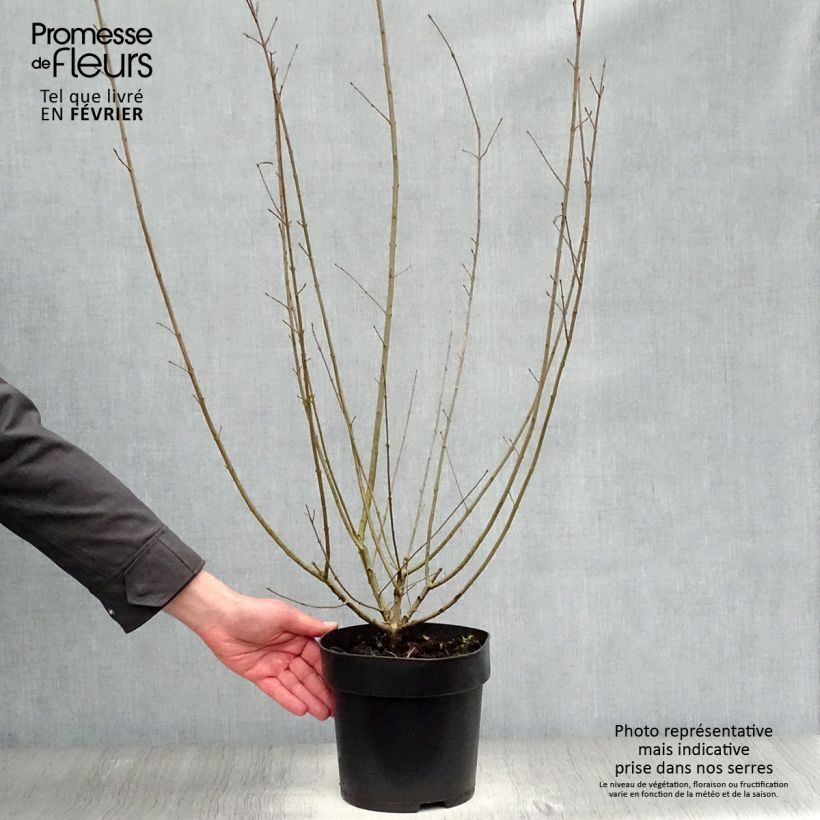 Example of Ligustrum vulgare Atrovirens - Wilde liguster Pot van 4 l/5 l as you get in hiver
