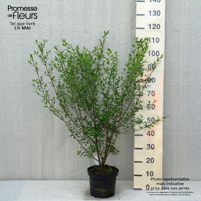 Exemplaar van Ligustrum vulgare Atrovirens - Wilde liguster Pot van 4 l/5 l zoals geleverd in de lente