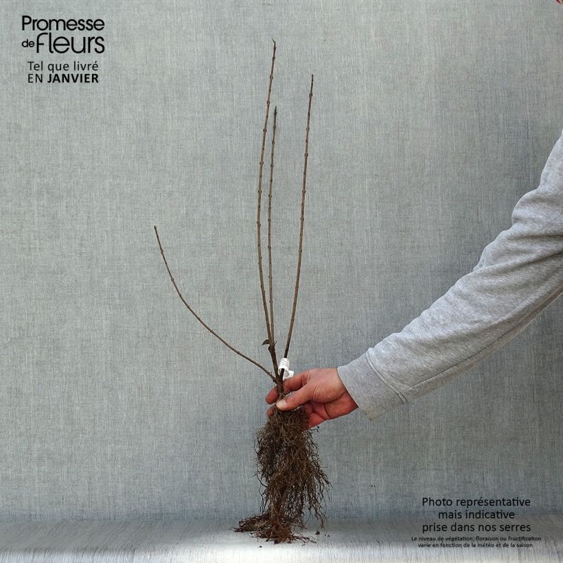 Example of Troène commun - Ligustrum vulgare  Naakte wortel as you get in hiver