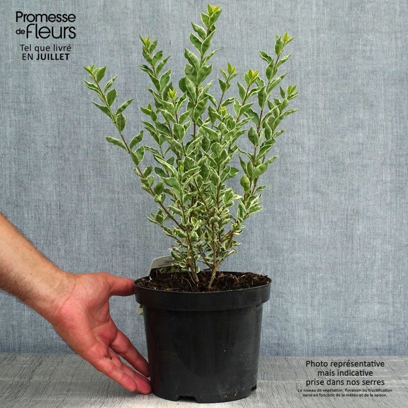 Exemplaar van Ligustrum ovalifolium Argenteum - Haagliguster Pot van 2 l/3 l zoals geleverd in de zomer