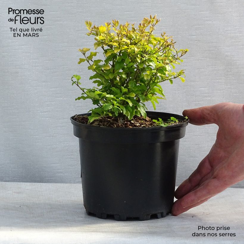 Example of Troène de Californie Lemon Lime - Ligustrum ovalifolium  Pot van 2 l/3 l as you get in hiver
