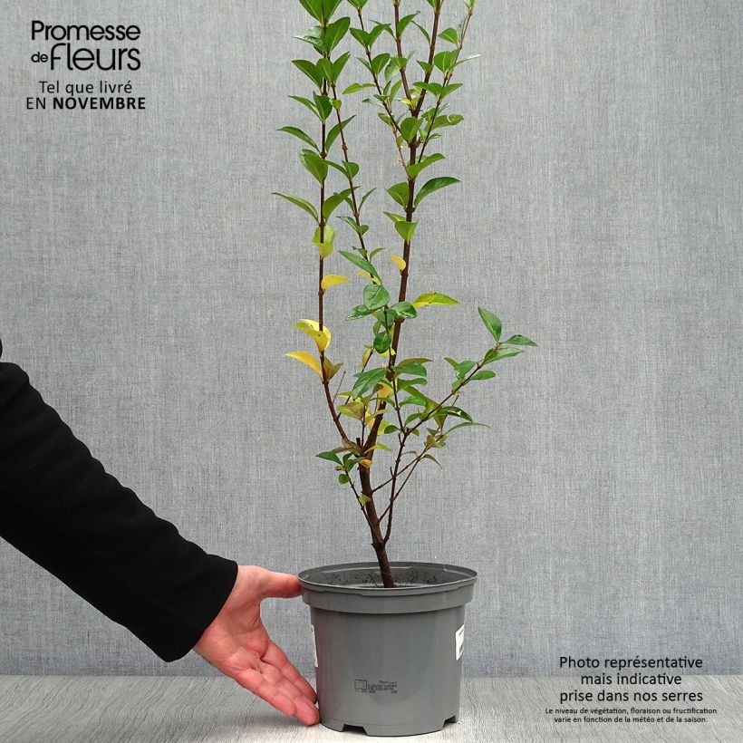 Exemplaar van Ligustrum ovalifolium Lemon Lime - Haagliguster Pot van 2 l/3 l zoals geleverd in de herfst