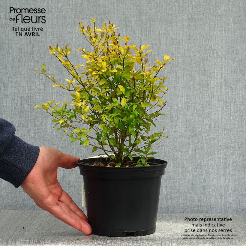 Exemplaar van Ligustrum ovalifolium Lemon Lime - Haagliguster Pot van 2 l/3 l zoals geleverd in de lente