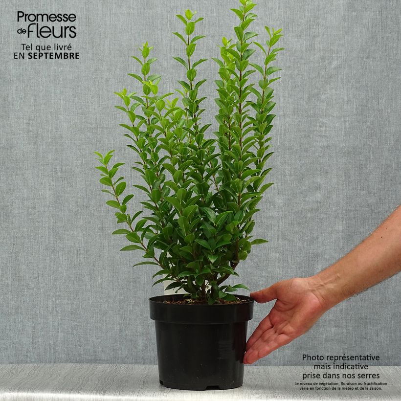 Exemplaar van Ligustrum ovalifolium Green Diamond - Haagliguster Pot van 2 l/3 l zoals geleverd in de herfst